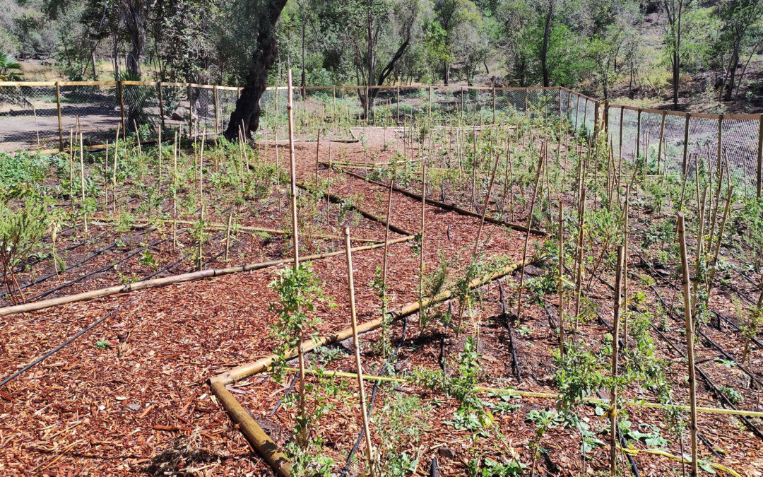 Núcleos de restauración nativa – Bosquetes de rápido crecimiento y alta densidad -Parque Metropolitano Providencia