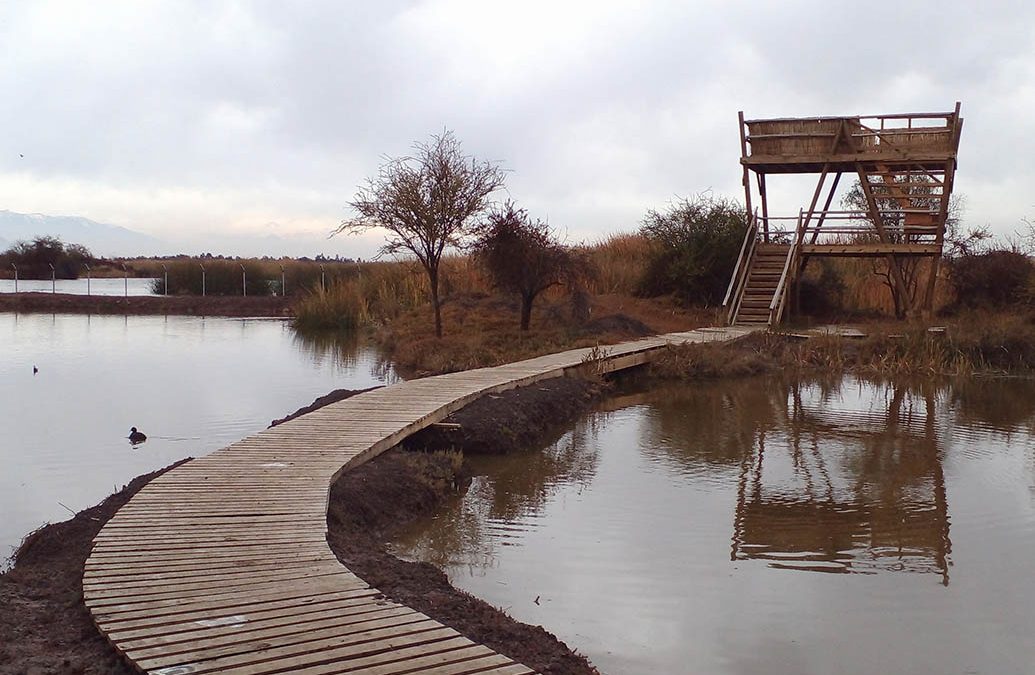 Humedal de Batuco – Centro Ecológico Laguna de Batuco